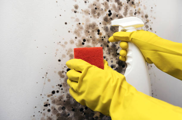 Best Local Mold Removal Service  in Bellaire, TX