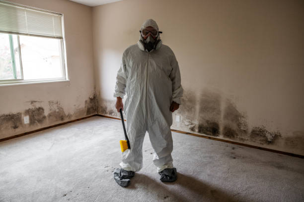 Best Professional Mold Removal  in Bellaire, TX
